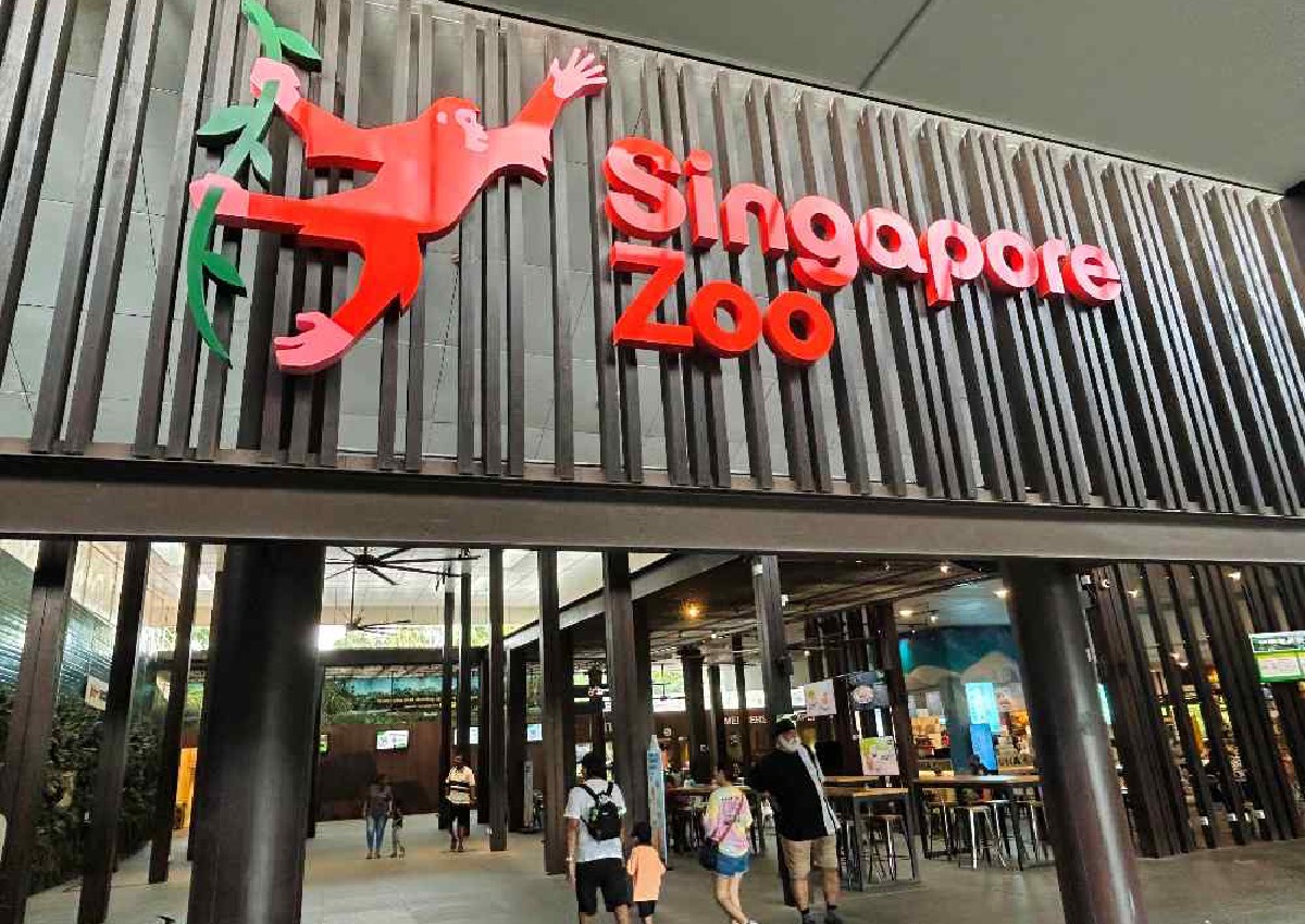 Roaring into 50 Singapore Zoo celebrates its Golden 'Zoobilee
